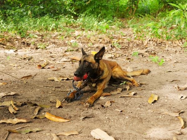 Ein Minensuchhund spielt mit einem Hundespielzeug