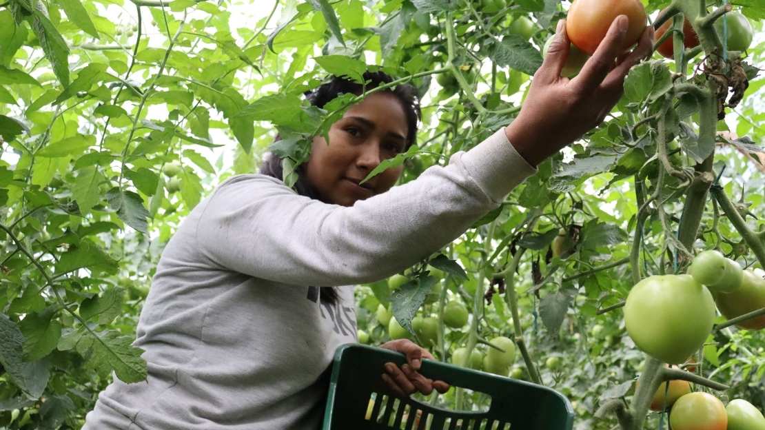 Eine junge Frau steht mit einem Korb inmitten von Tomatenpflanzen und pflückt eine Tomate.